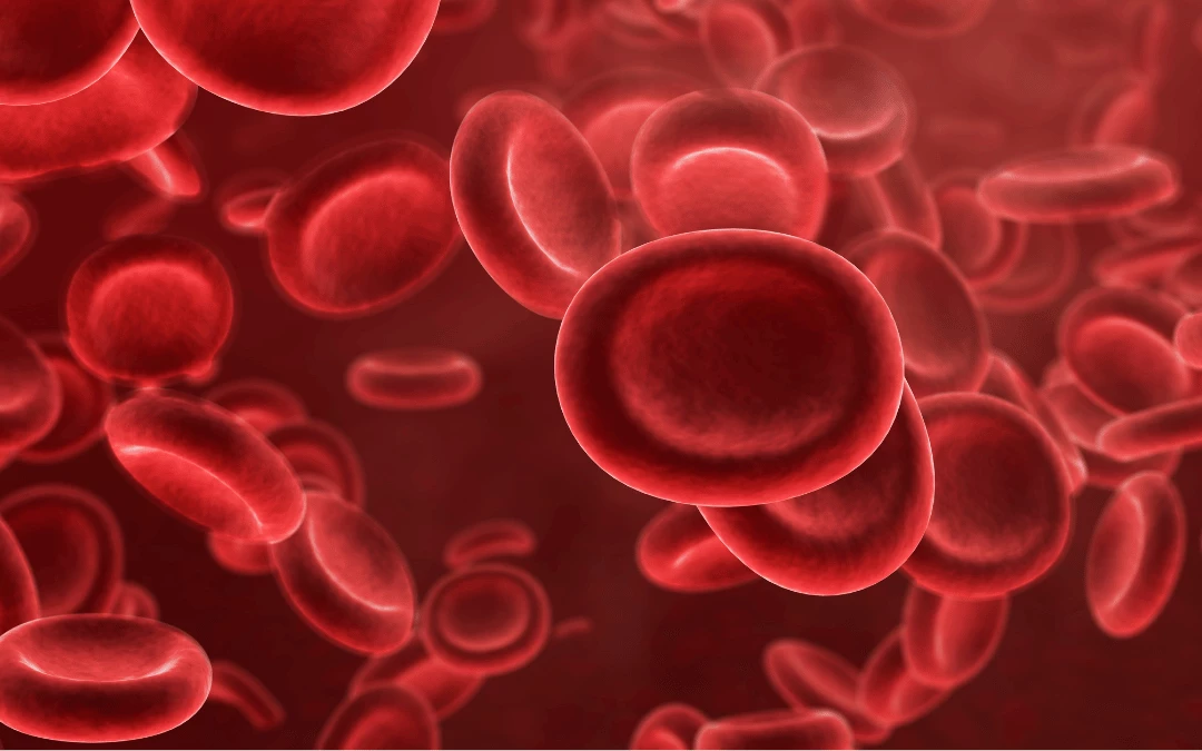 Upclose Of Red Blood Cells Structure In Blood Vessel