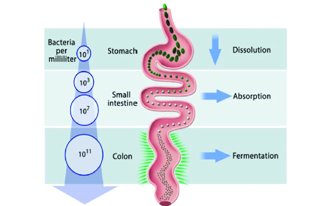 Amount Of Bacteria From Stomach To Small Intestines To Colon