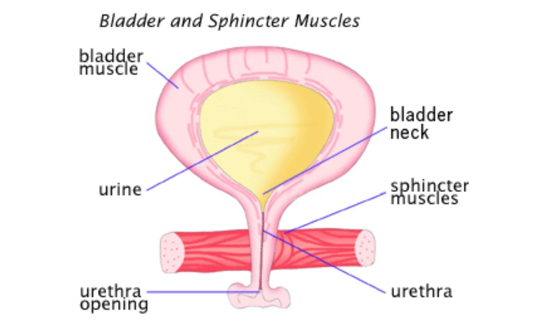 Simple Anatomy Of Urinary Tract System